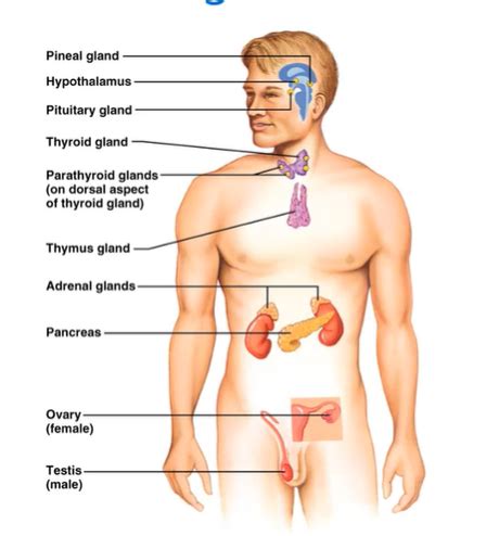 Homeostasis And Response Flashcards Quizlet