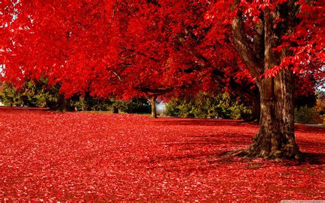 Red Autumn Trees Wallpaper