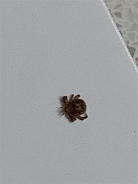 Some Questions About Ticks Ticks