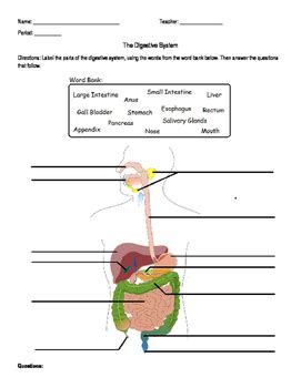 Right lobe of liver anatomy, diagram & function | body maps the liver is divided into two lobes by the middle hepatic vein: Digestive System Labeling Worksheet by Amanda Behen | TpT