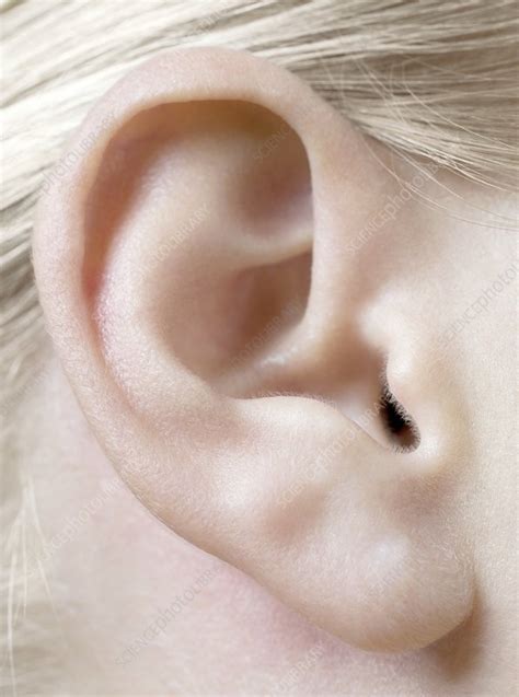 Womans Ear Stock Image F0039348 Science Photo Library