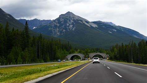 Wildlife Crossings An Innovative Solution To Wildlife Migration