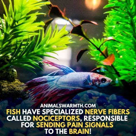 Do Fish Have Feelings 12 Scientifically Discovered Emotions