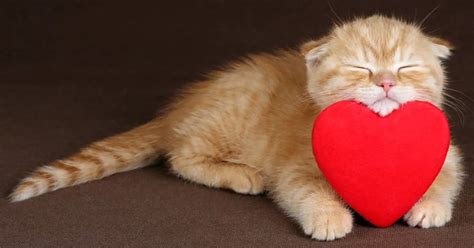 Valentines Day Ts For Cats The Catington Post