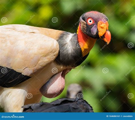 Close Up Of King Vulture Sarcoramphus Papa With A Full Gullet From