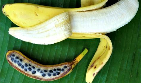 Banana Anatomy