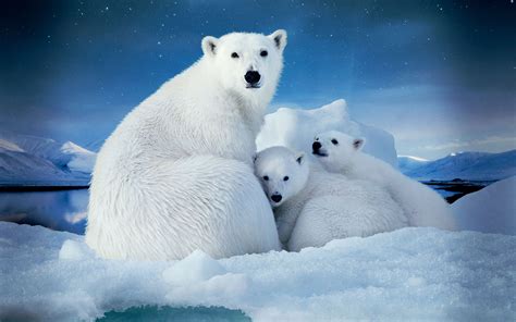 Arctic Polar Bear Polar Bear Wallpaper Polar Bear Baby Polar Bears