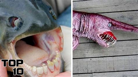 Top 10 Terrifying Creatures That Were Found Inside The Bermuda Triangle