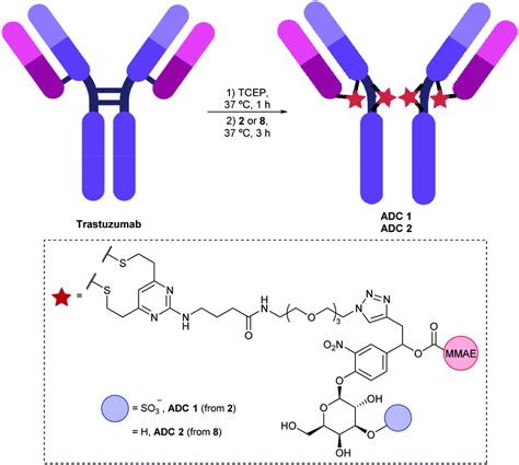 A Dual Enzyme Cleavable Linker For Antibodydrug Conjugates Chemical