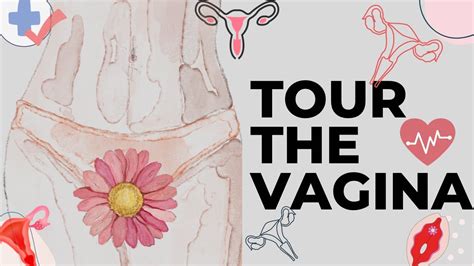Inside The Vagina Explore The Never Ending Battle Keeping Infections