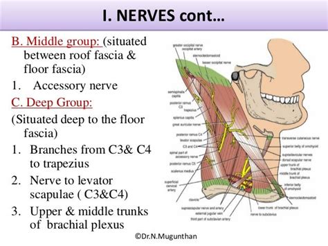 Posterior Triangle Of Neck Powerpoint Lecture Notes By Drnmugunth