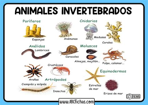 Ejemplos de animales invertebrados - ABC Fichas