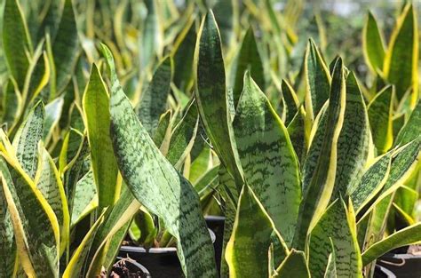 Cuidados De La Lengua De Suegra O Sansevieria Trifasciata