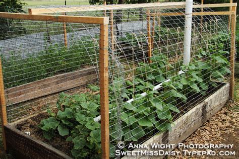 Ideas For Melon Trellis