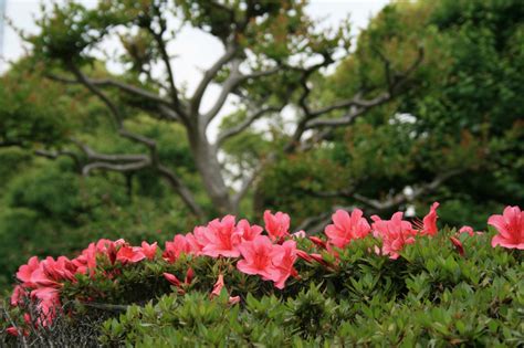 Plants Poisonous to Dogs & Cats: TOP 15 Most Common | INSTALL-IT-DIRECT