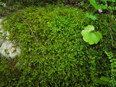 Free Photo Moss Close Up Abstract Closeup Focus Free Download