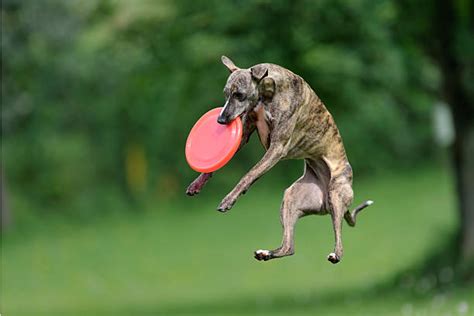 Dog Catching Frisbee Stock Photos Pictures And Royalty Free Images Istock