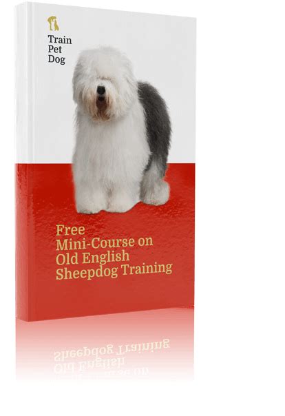Old English Sheepdog Training Course On Old English Sheepdog