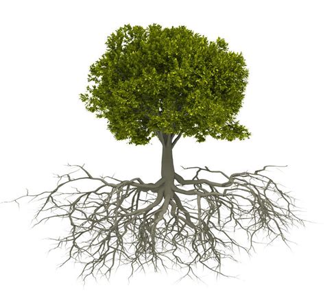 Anatomy Of A Tree