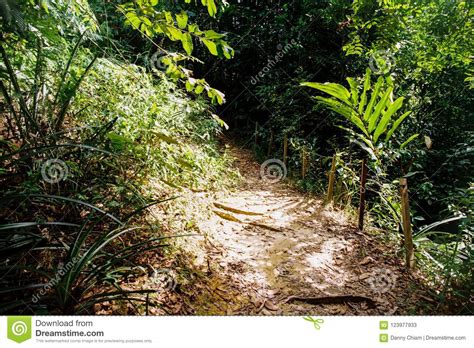 Jungle Track Stock Image Image Of Track Hiking Forest 123977933