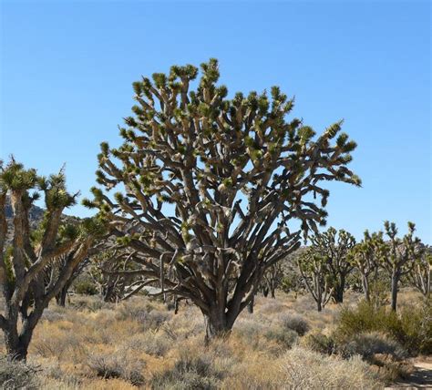Yucca Brevifolia Alchetron The Free Social Encyclopedia