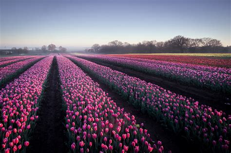 Field Landscape Flowers Tulips Wallpapers Hd Desktop And Mobile