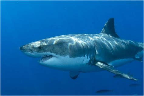 Great White Shark Facts Pictures Information Characteristics