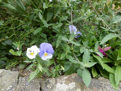 Mikes Cornwall Flowers In My Cornwall Garden