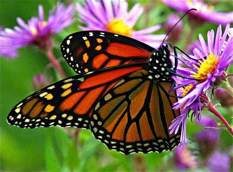During the winter some butterflies like to hyphenate. monarch butterflies eat : Biological Science Picture ...