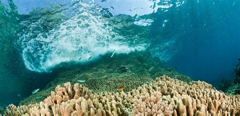 Coral Reefs In The Arabian Gulf Talk To Each Other To Repair Areas