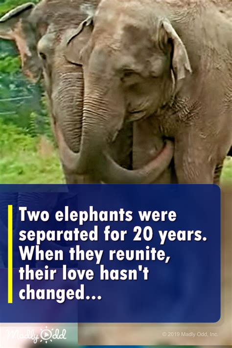 Two Elephants Were Separated For 20 Years When They Reunite — Their