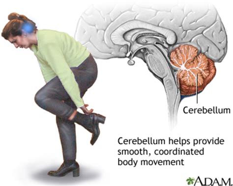 Some Very Interesting Facts About The Cerebellum The Nervous System