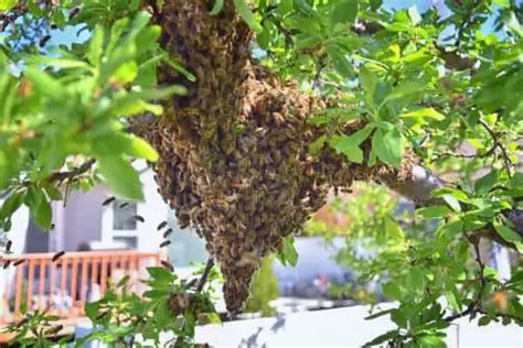 Bee Removal How Its Done And Who Can Do It For You Whatbugisthat