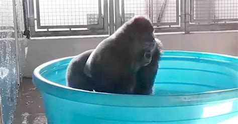 Watch Breakdancing Gorilla Zolas Latest Viral Video As He Performs And Splashes In Paddling