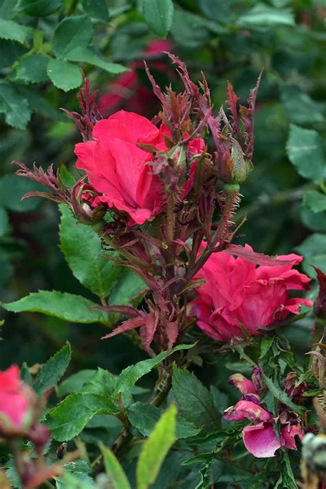 Common Reasons why Rose Leaves Turn Yellow  Gardener’s Path