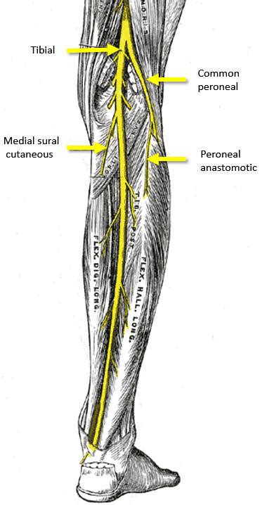 Leg Sensory Innervation