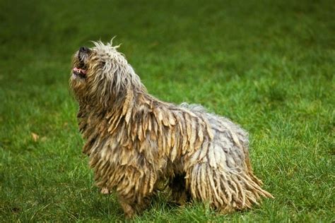 15 Dogs That Look Like Mops And Dogs With Dreadlocks Puplore