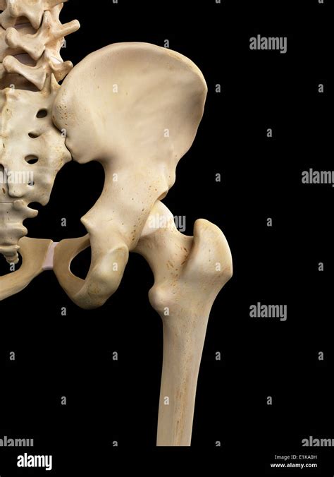 Human Hip Bones Computer Artwork Stock Photo Alamy