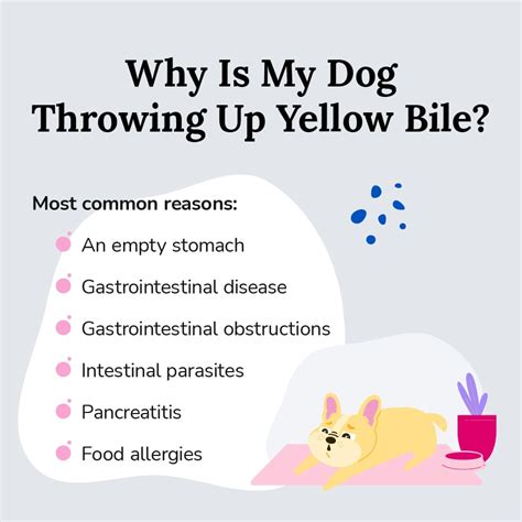 Why Is My Dog Throwing Up Yellow Bile 6 Common Reasons Bettervet