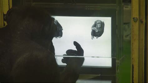 A Demonstration Of Chimpanzee Ai Performing The Task Two Choice