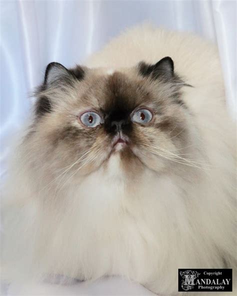 Catmandu Cattery Himalayan And Colourpoint Persian Exotic Breeder