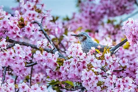 Bird Blue Pink Flower Nature Pasari Spring Blossom Mockingjay