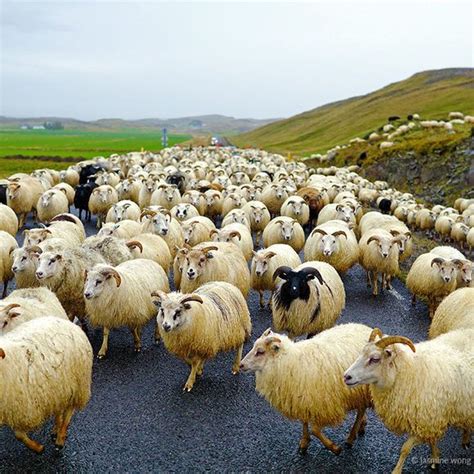 Every September Is Time For Réttir A National Sheep Round Up That Is