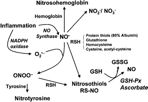 Schematic Metabolic Pathways Of Nitric Oxide No Nitric Oxide Onoo À