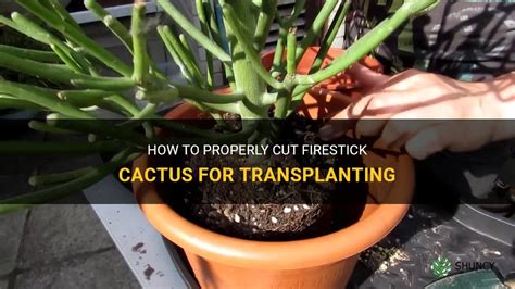 How To Properly Cut Firestick Cactus For Transplanting Shuncy