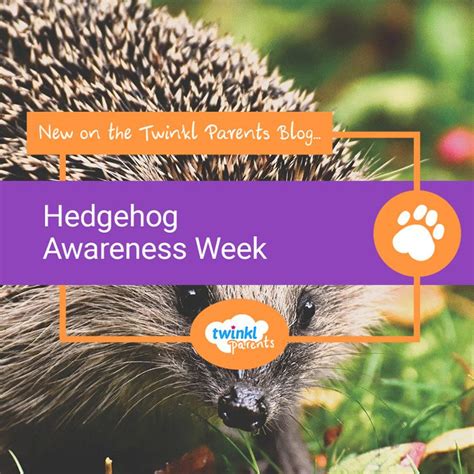 Hedgehog Awareness Week Twinkl Blog Forest School Activities