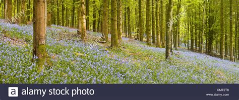A Carpet Of Bluebells In Delcombe Wood In Dorset England Stock Photo