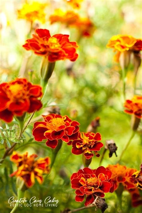 5 Cut Flowers You Can Grow From Seed Creative Cain Cabin