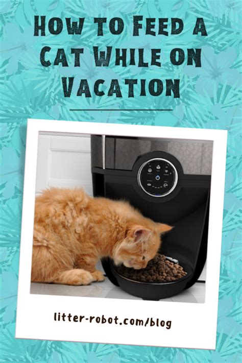 How To Feed A Cat While On Vacation We Love Animals