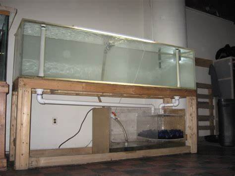 Thread: 240 gallon acrylic aquarium fish tank 22" ornate bichir 